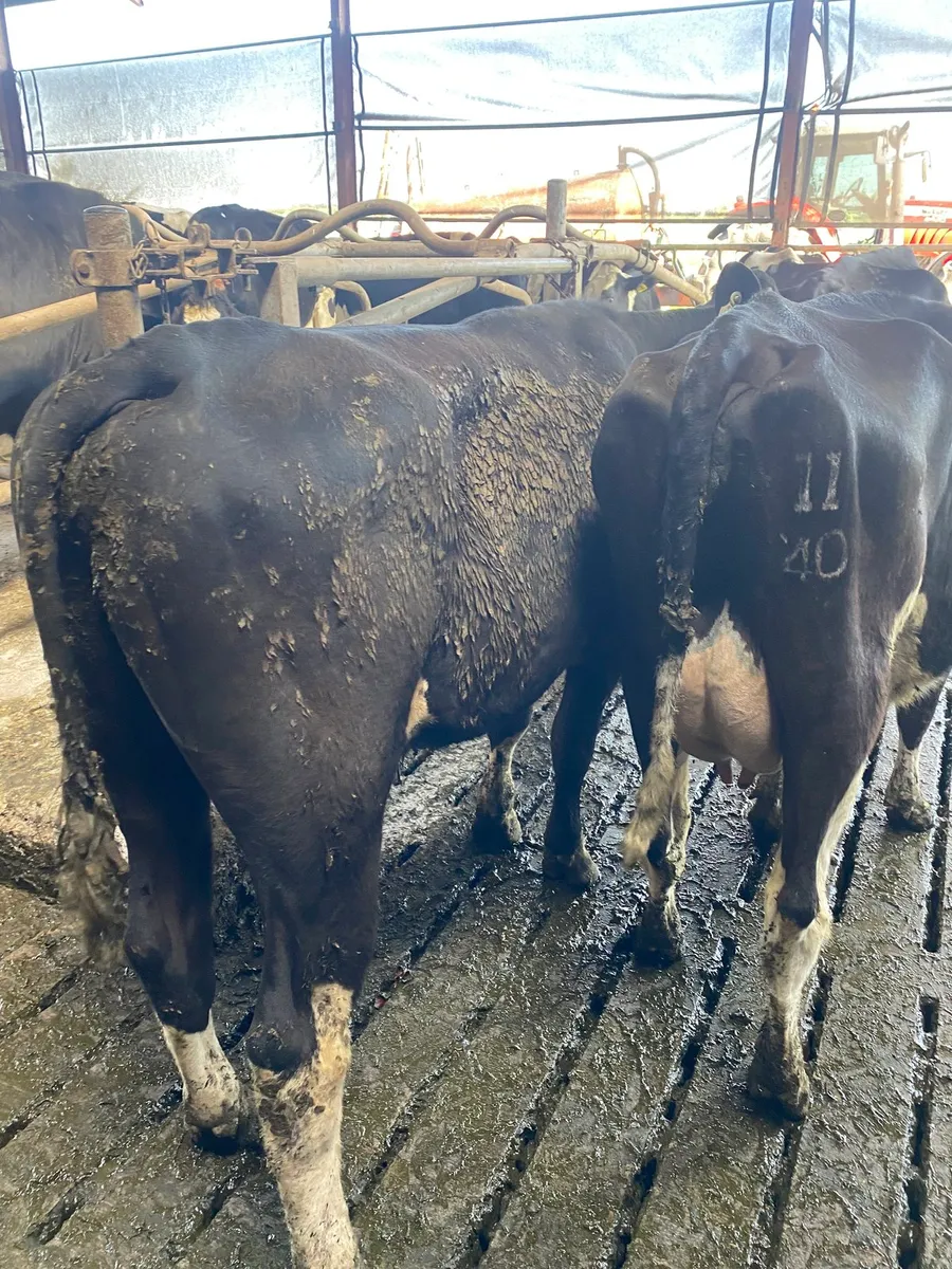 Vasectomised bull - Image 2