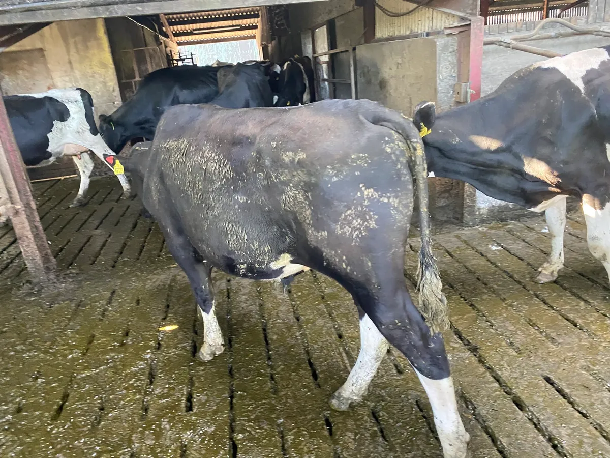 Vasectomised bull - Image 3