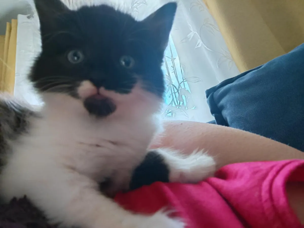 Kitten - Image 2