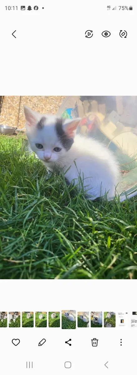 Kittens - Image 4