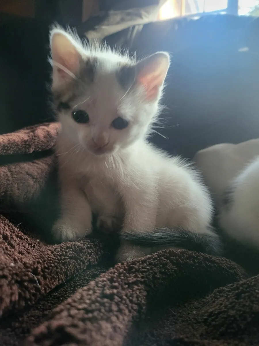 Kittens - Image 1