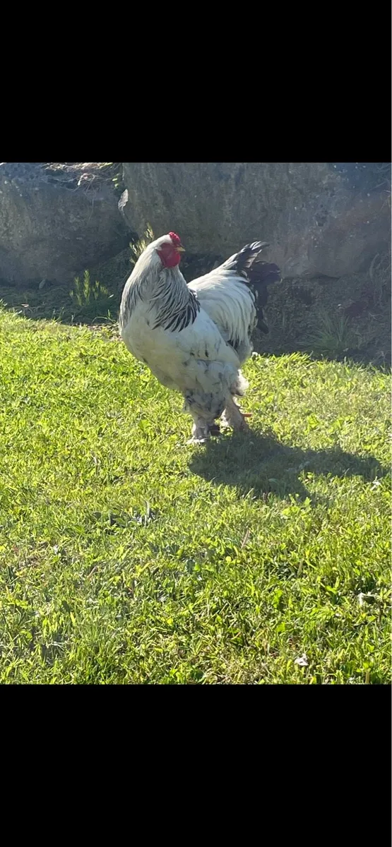 purebred brahma day olds and rooster - Image 4