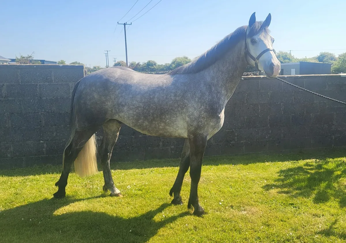 Connemara riding ponies Friday 16th sale - Image 1