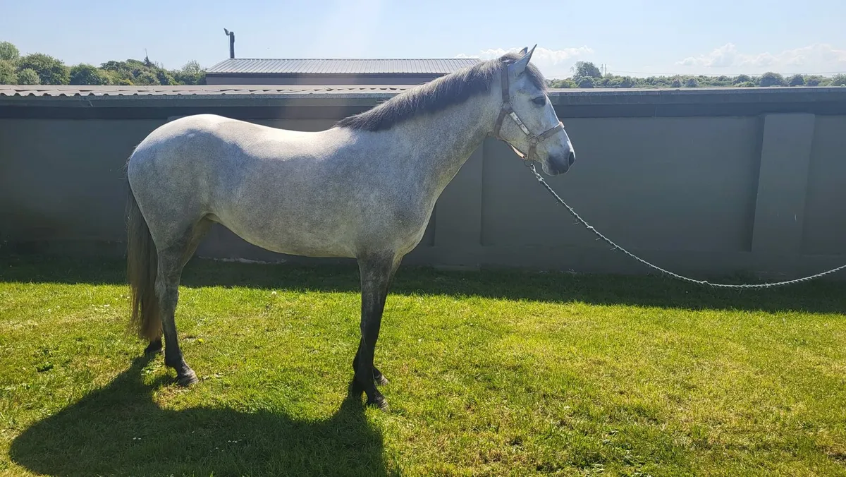 Connemara riding ponies Friday 16th sale - Image 2