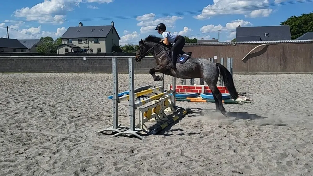 Connemara riding ponies Friday 16th sale - Image 4