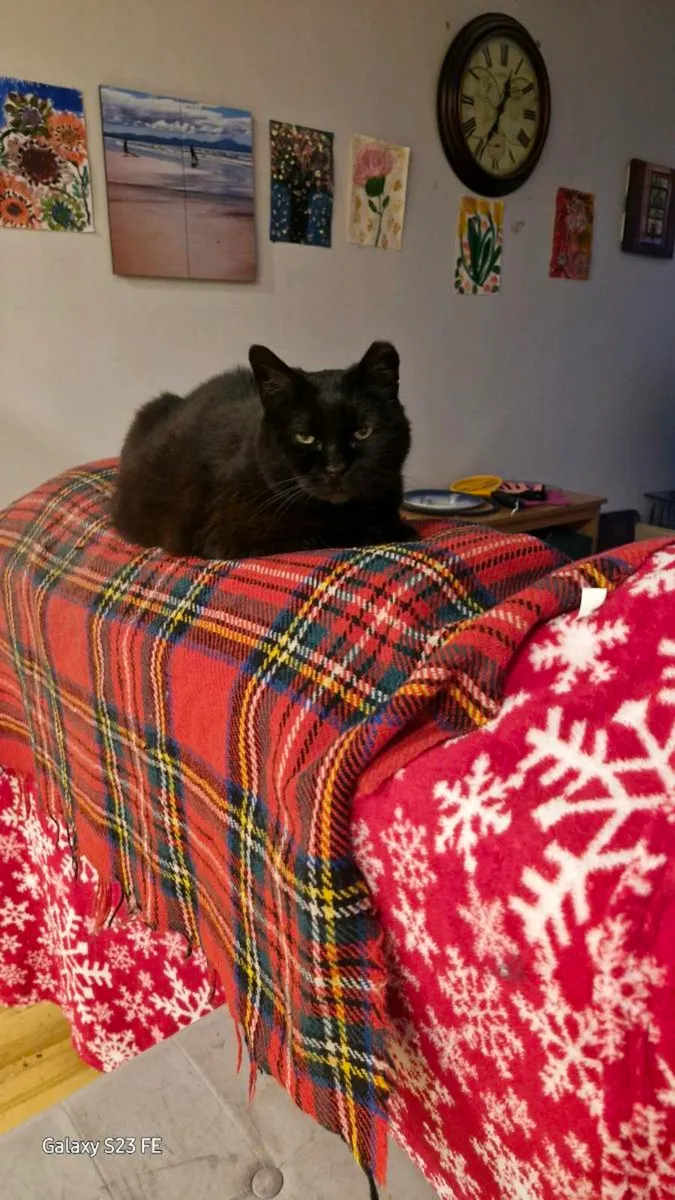 Cats - Image 1