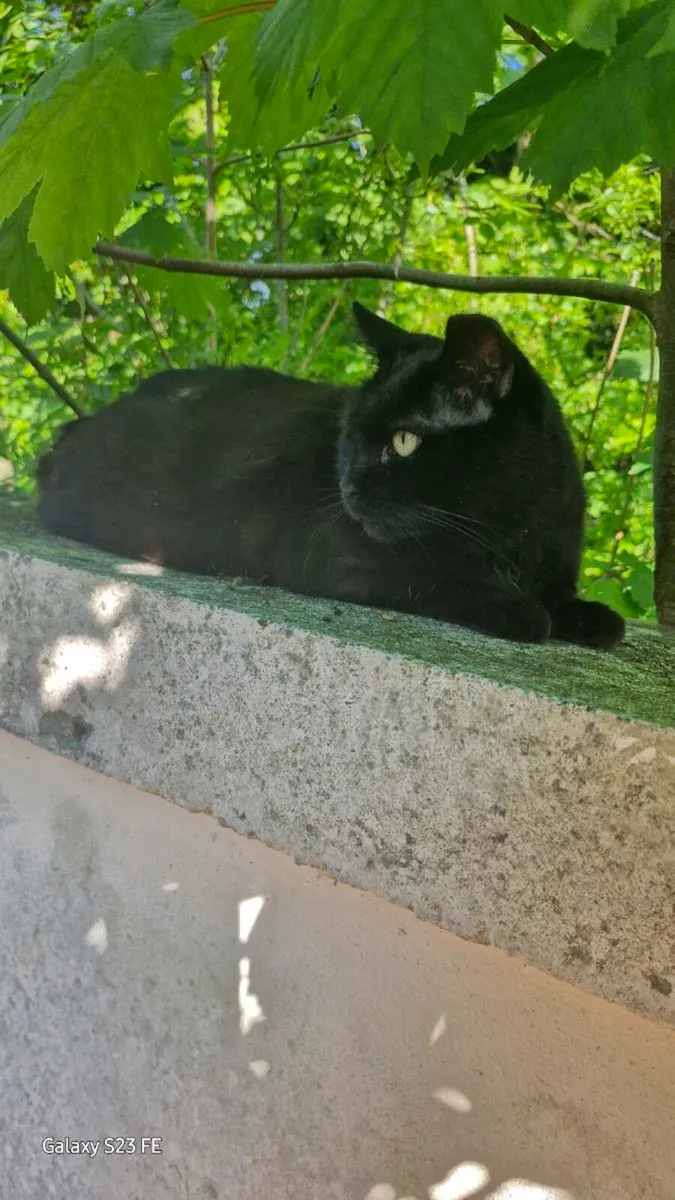 Cats - Image 2