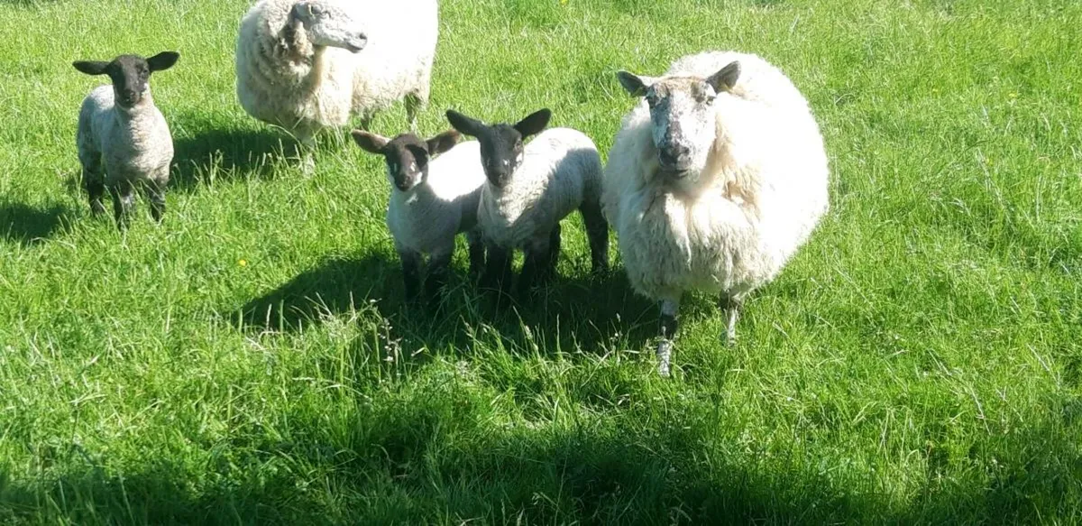 Sheep - Image 1