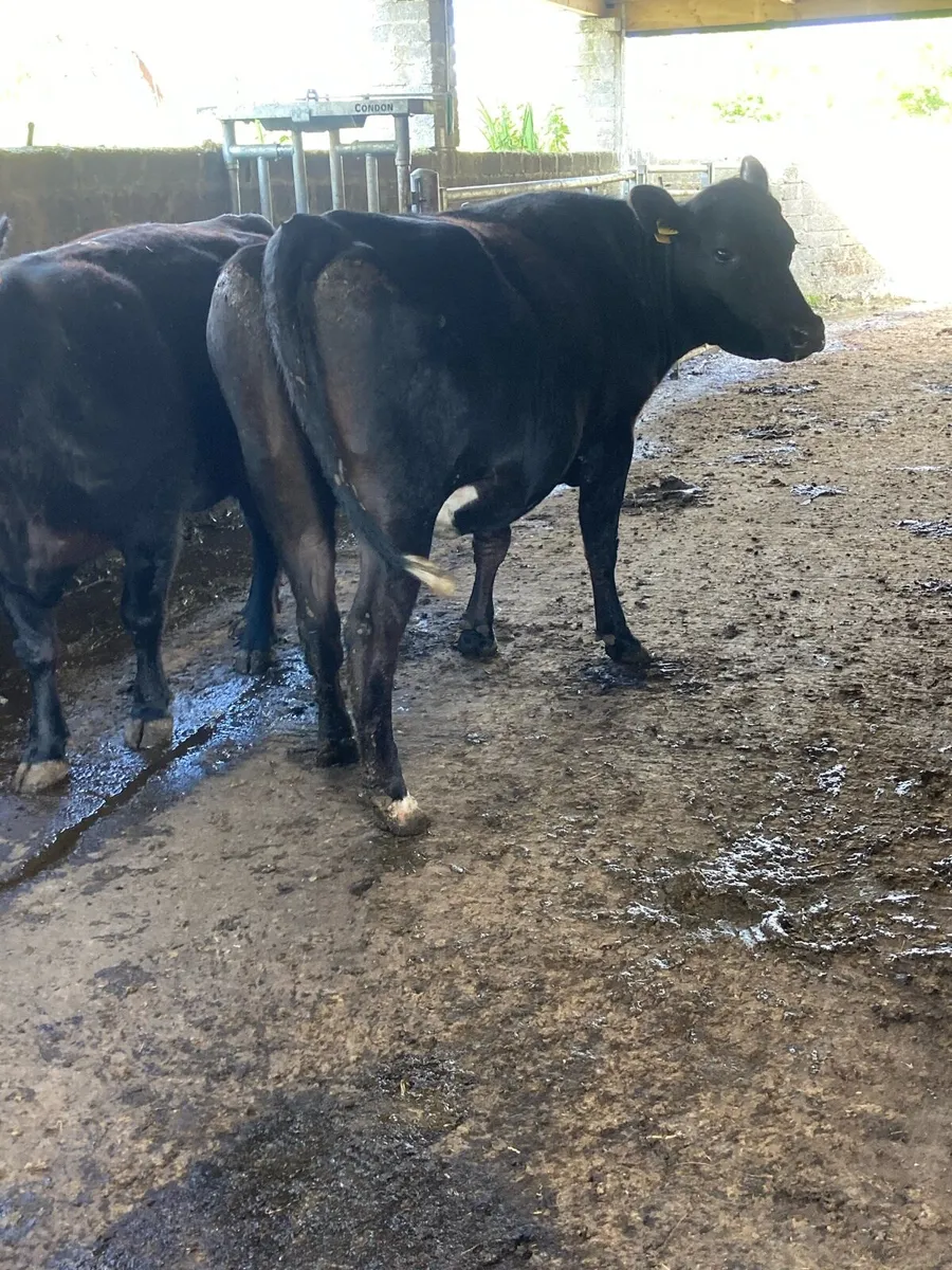 2 super black Incalf cows 4stars⭐️⭐️ very quiet - Image 2