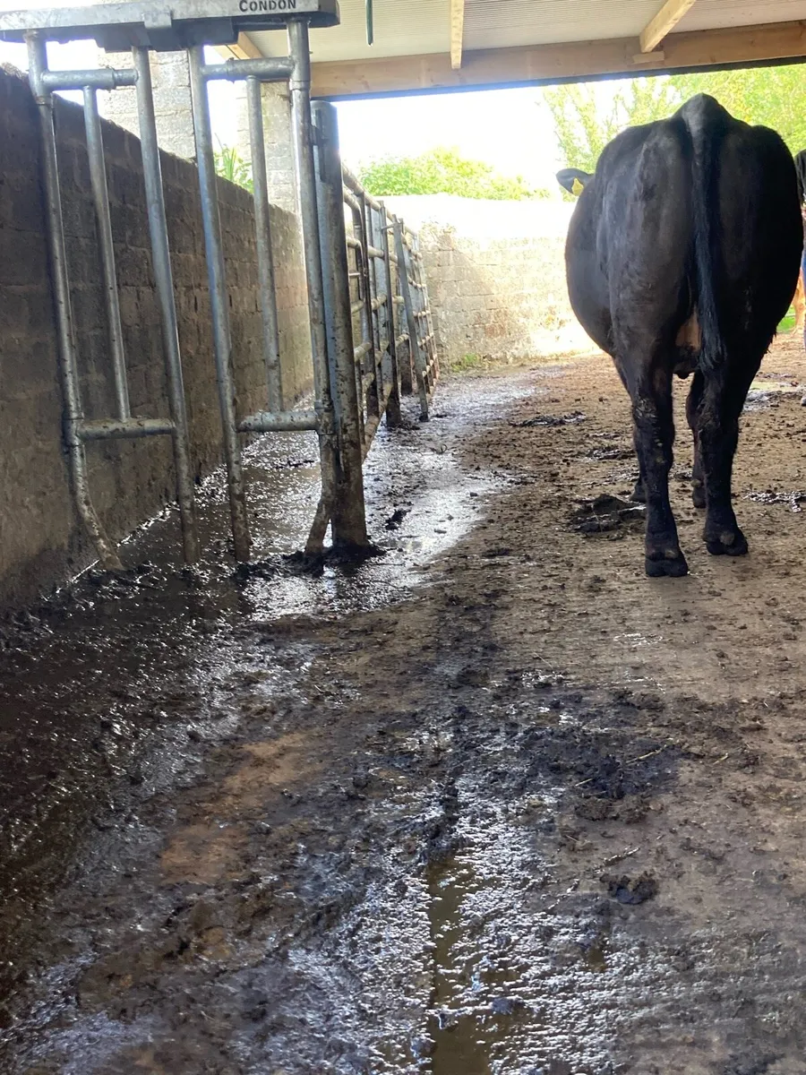 2 super black Incalf cows 4stars⭐️⭐️ very quiet - Image 3