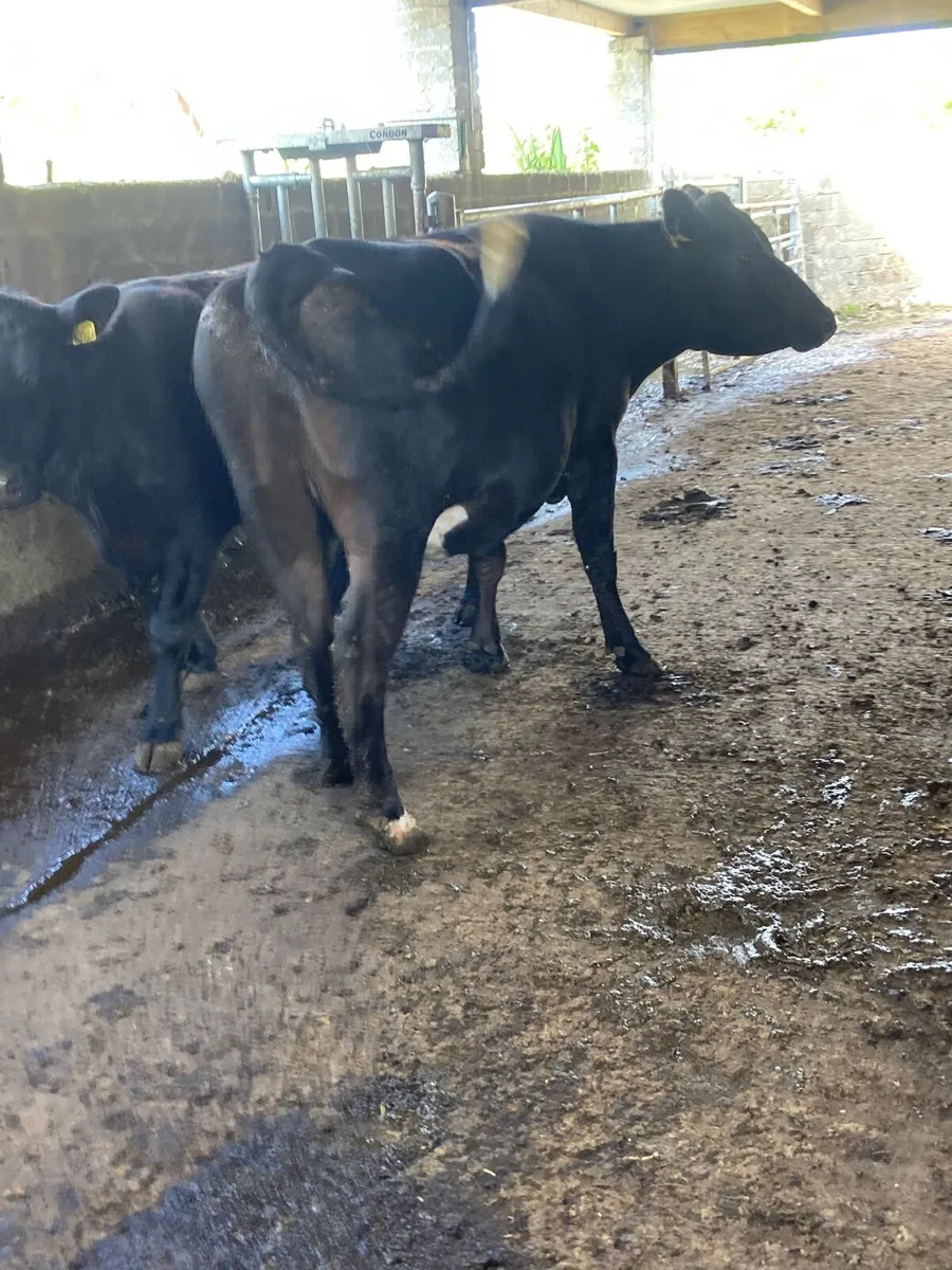 2 super black Incalf cows 4stars⭐️⭐️ very quiet - Image 4