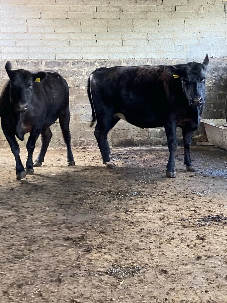 2 super black Incalf cows 4stars⭐️⭐️ very quiet - Image 1