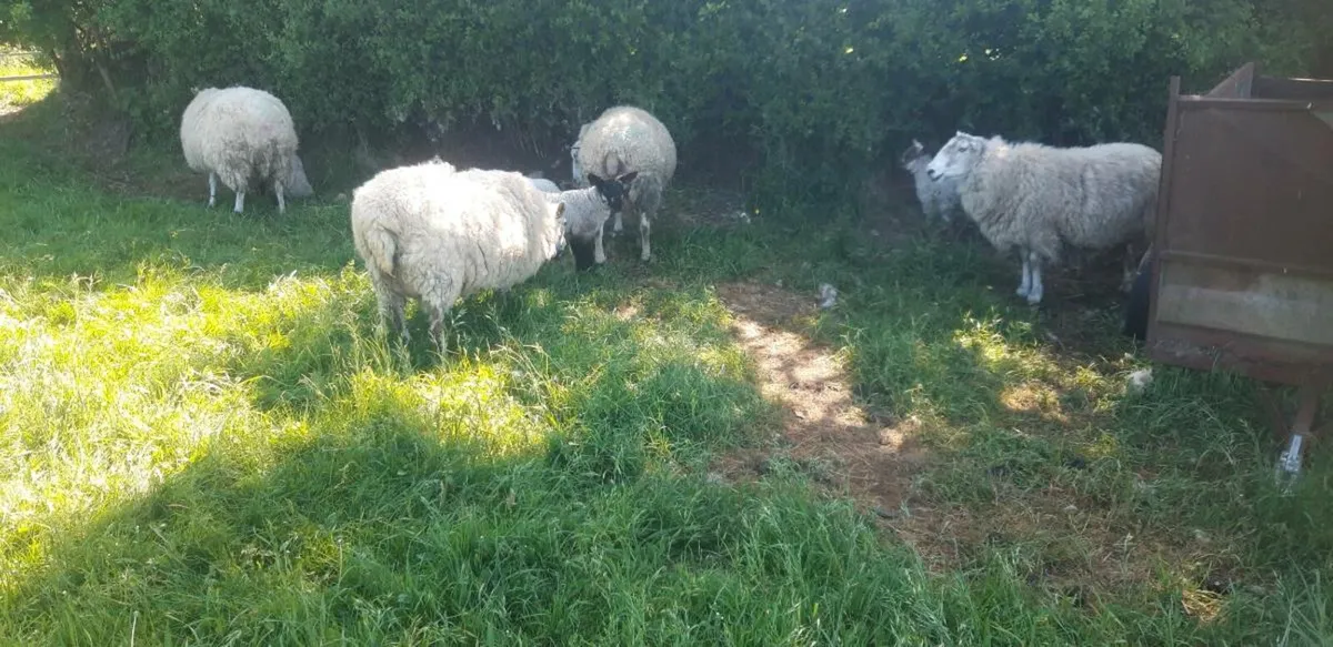 Sheep - Image 2