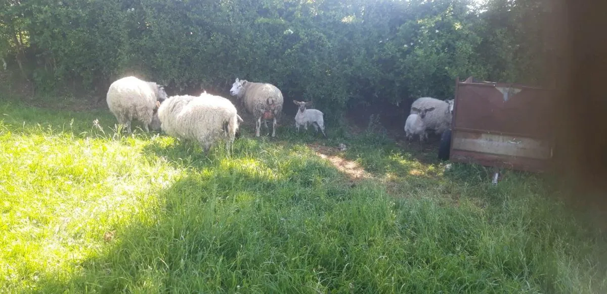 Sheep - Image 3