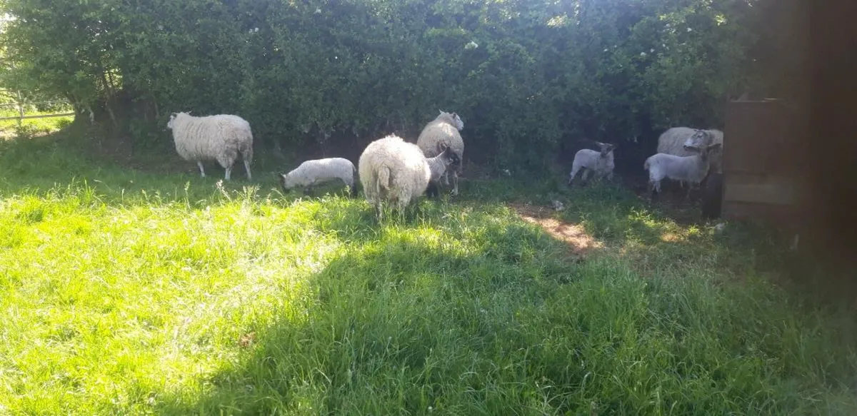 Sheep - Image 4