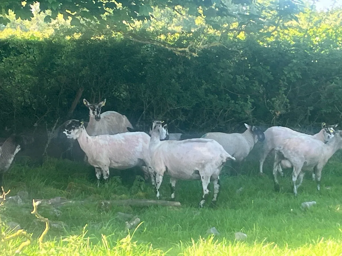 MULE EWES WITH SUFFOLK LAMBS - Image 2