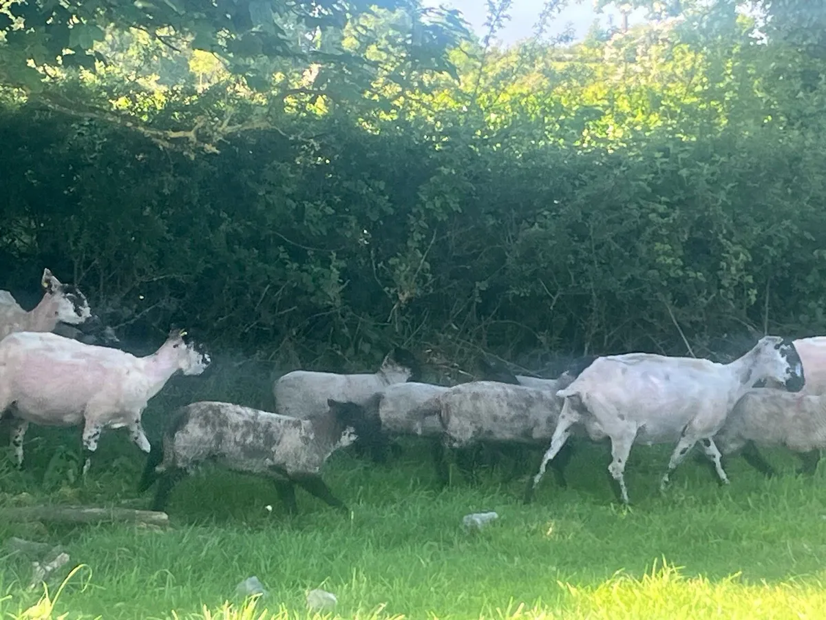 MULE EWES WITH SUFFOLK LAMBS - Image 3