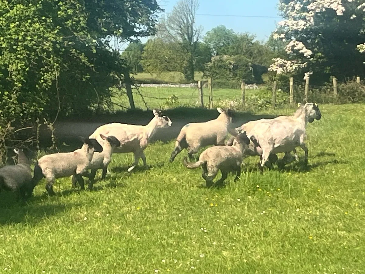 MULE EWES WITH SUFFOLK LAMBS - Image 4