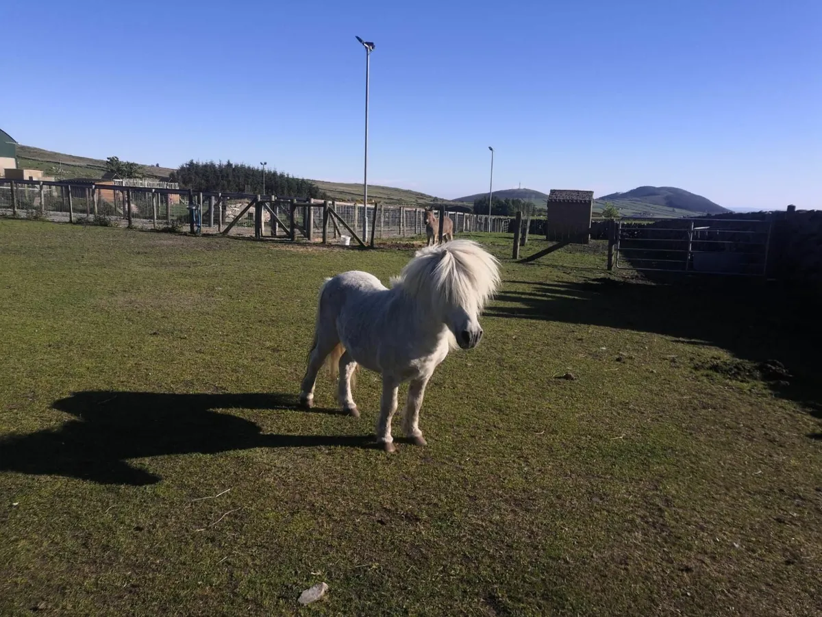 Viewing Farm Retirement Dispersal - Image 1
