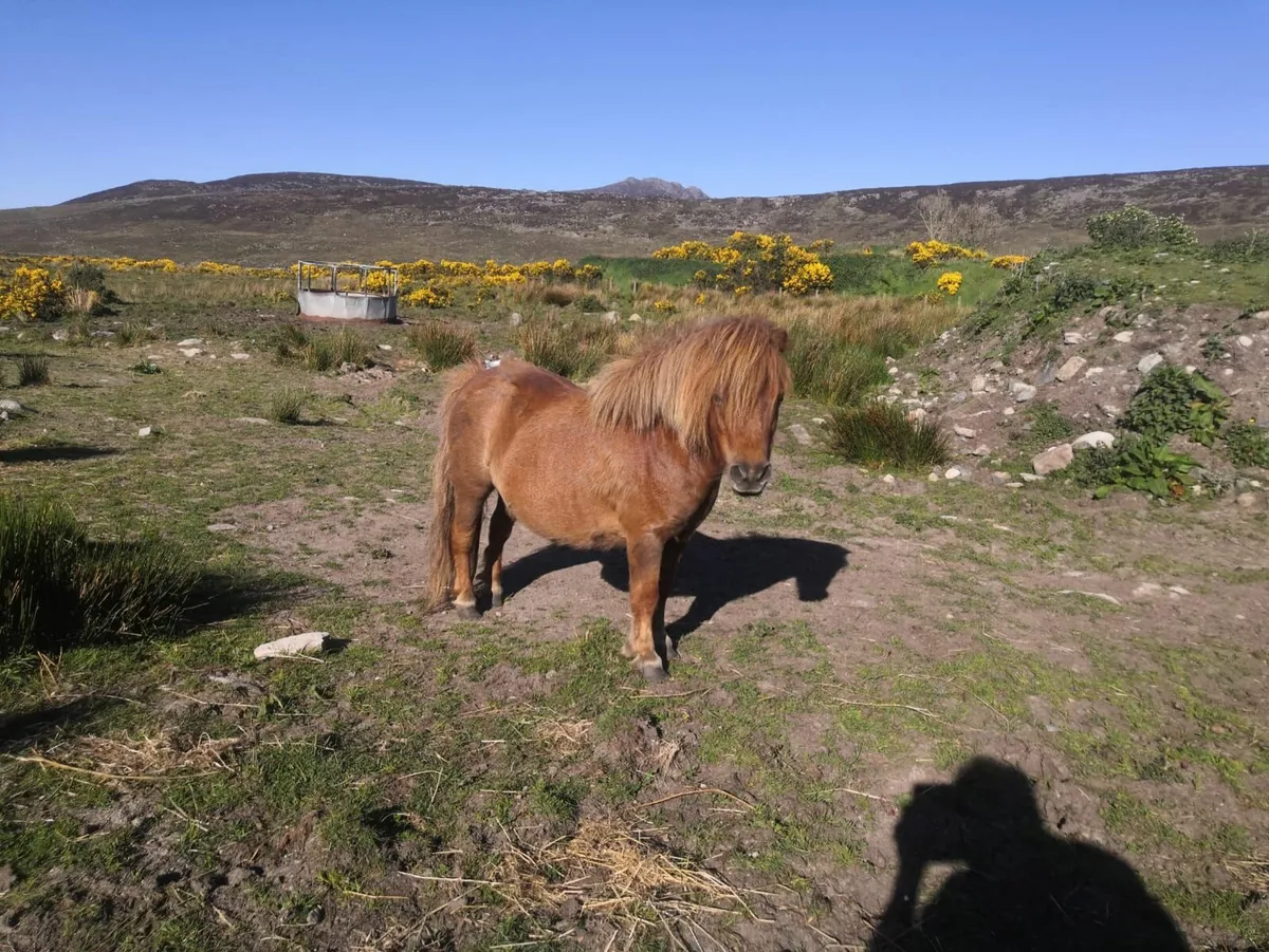 Viewing Farm Retirement Dispersal - Image 2