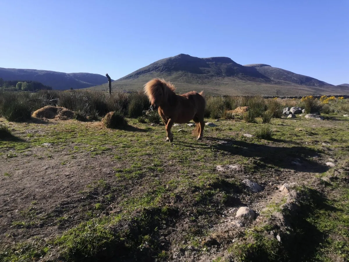 Viewing Farm Retirement Dispersal - Image 3