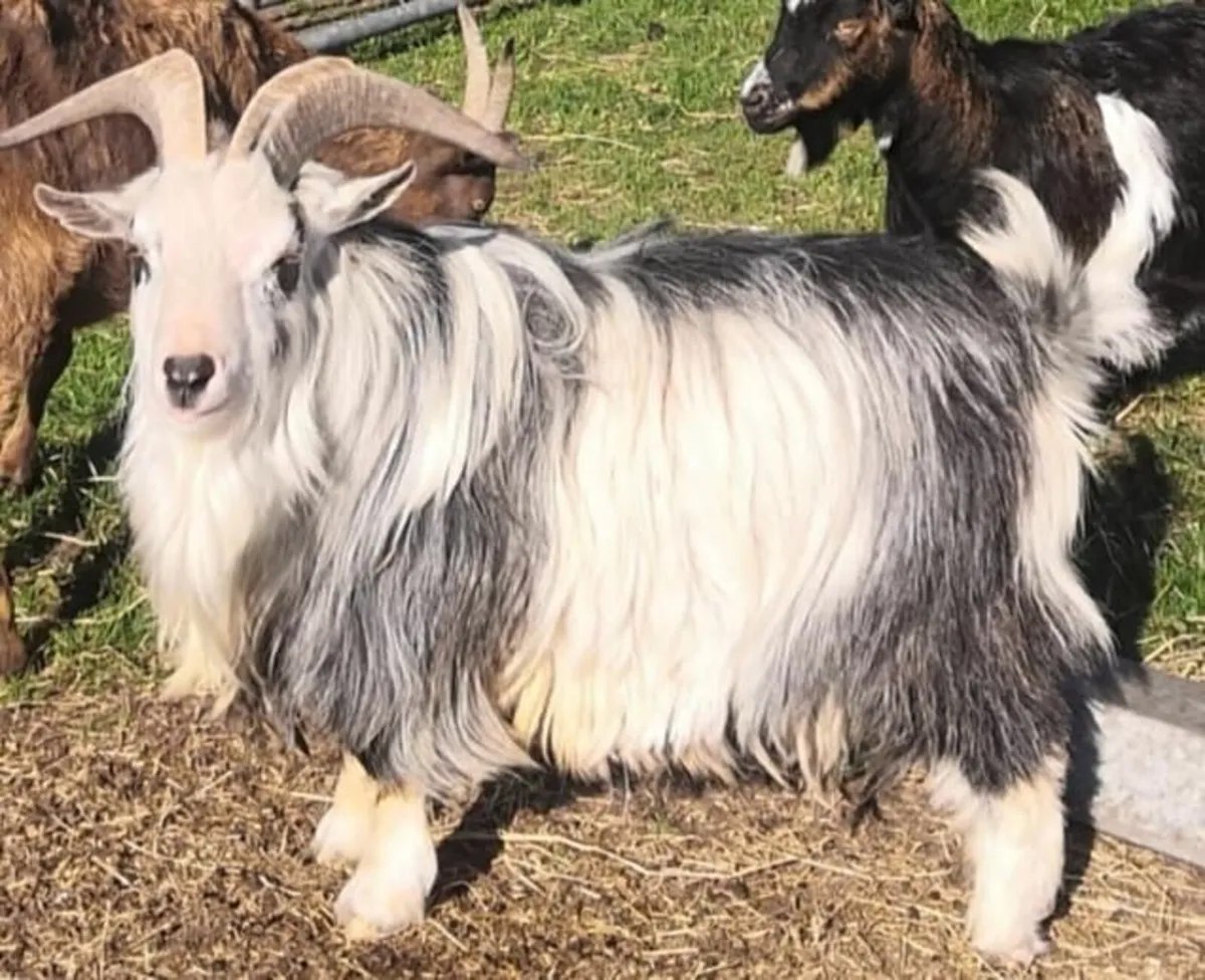 Viewing Farm Retirement Dispersal - Image 4