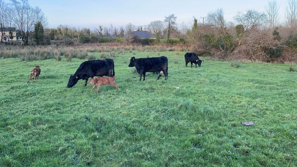Pbr Dexter cows + calfs at foot - Image 1