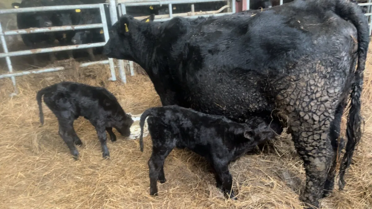 Pbr Dexter cows + calfs at foot - Image 2