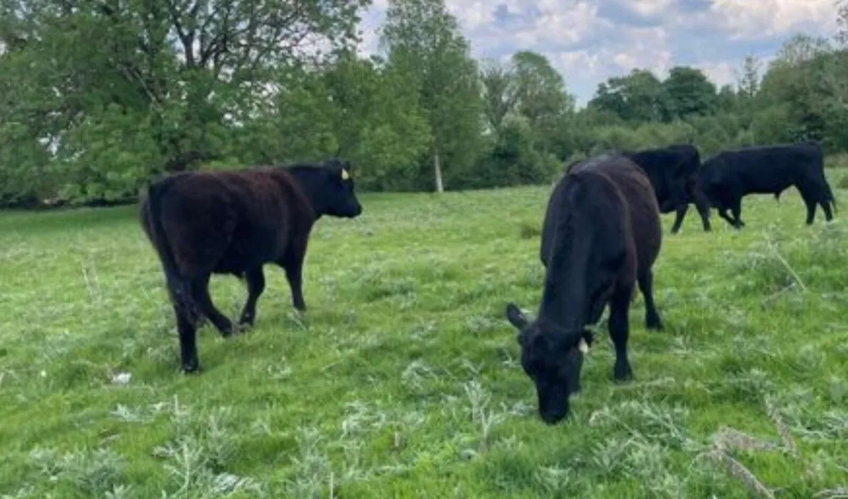 Gort Mart: 15th May: Organic & General sale - Image 2