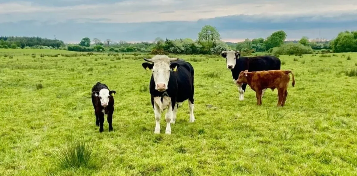 Gort Mart: 15th May: Organic & General sale - Image 3