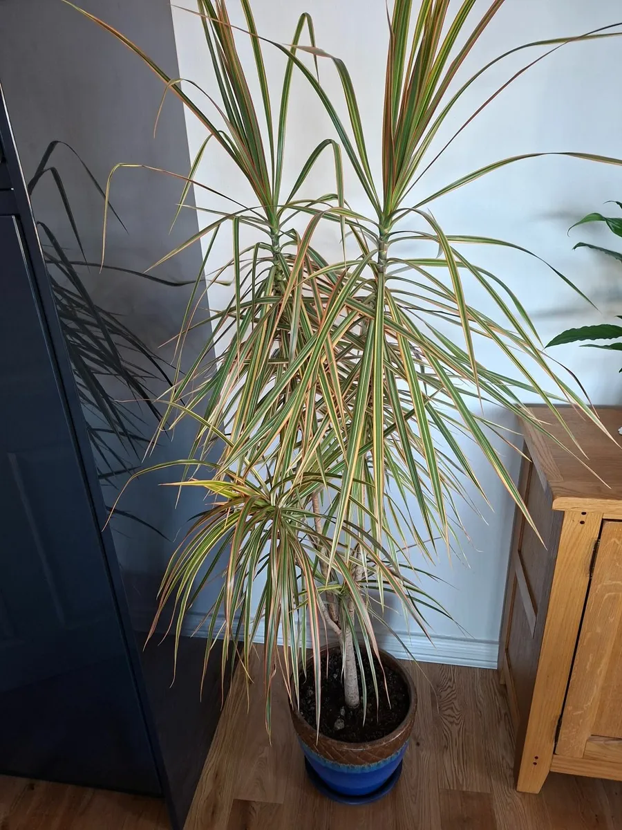 House plant - Image 1