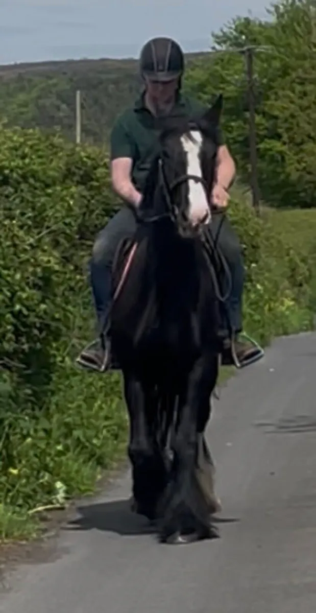 Weight carrier 15.3hh mare - Image 1