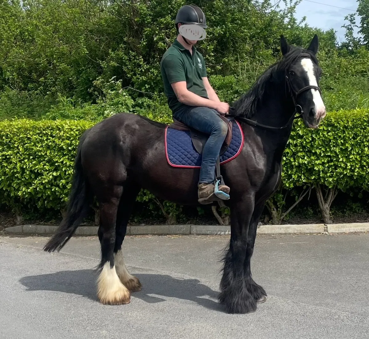 Weight carrier 15.3hh mare - Image 2