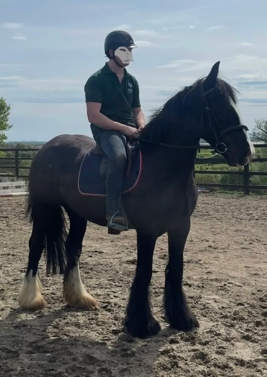 Weight carrier 15.3hh mare - Image 3