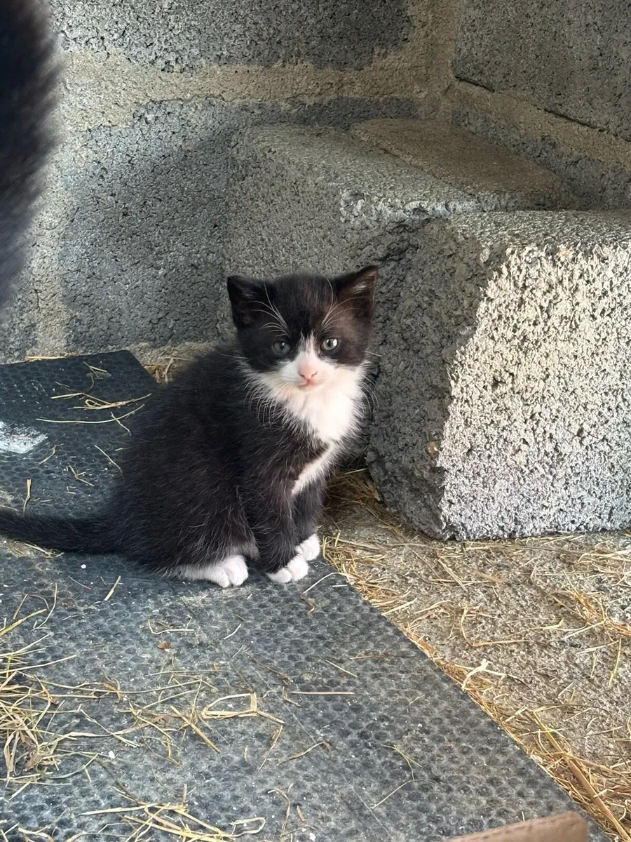 2 Kittens left for sale black and white - Image 1