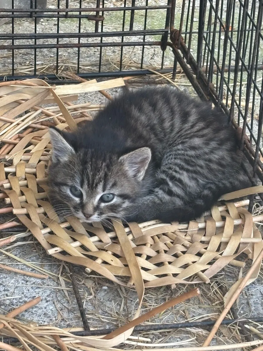 2 Kittens left for sale black and white - Image 4