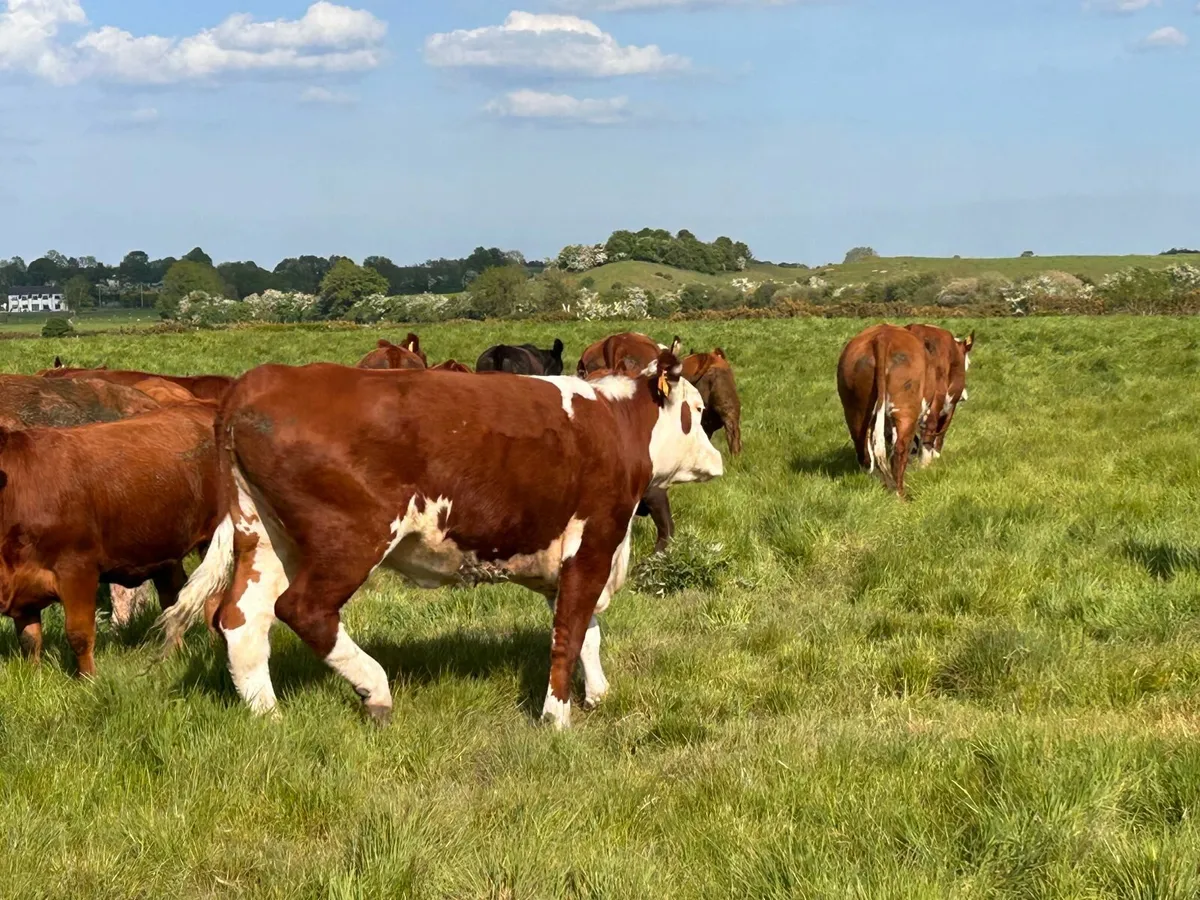 Pedigree Hereford Cows in Laois - Image 2