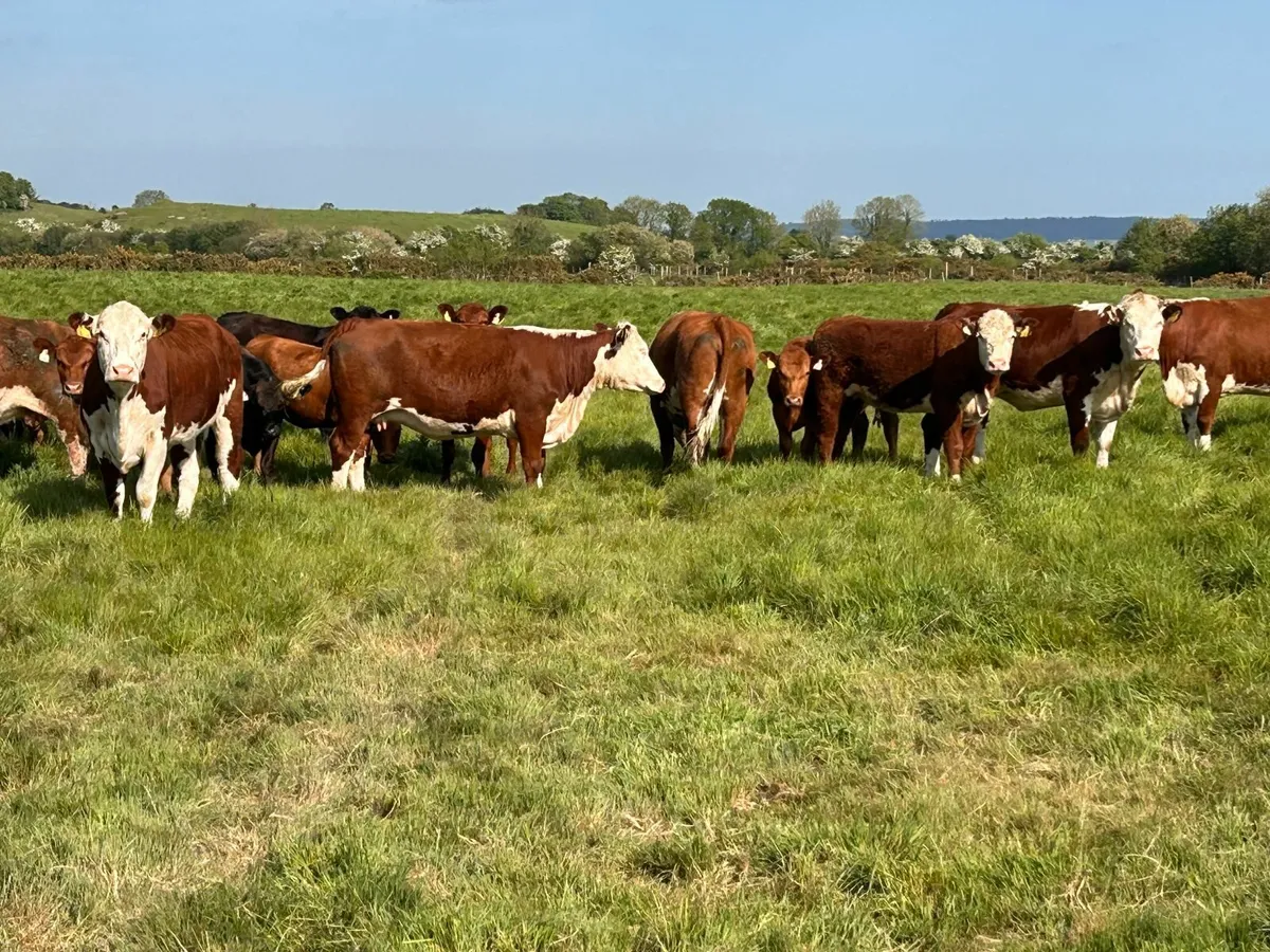 Pedigree Hereford Cows in Laois - Image 3