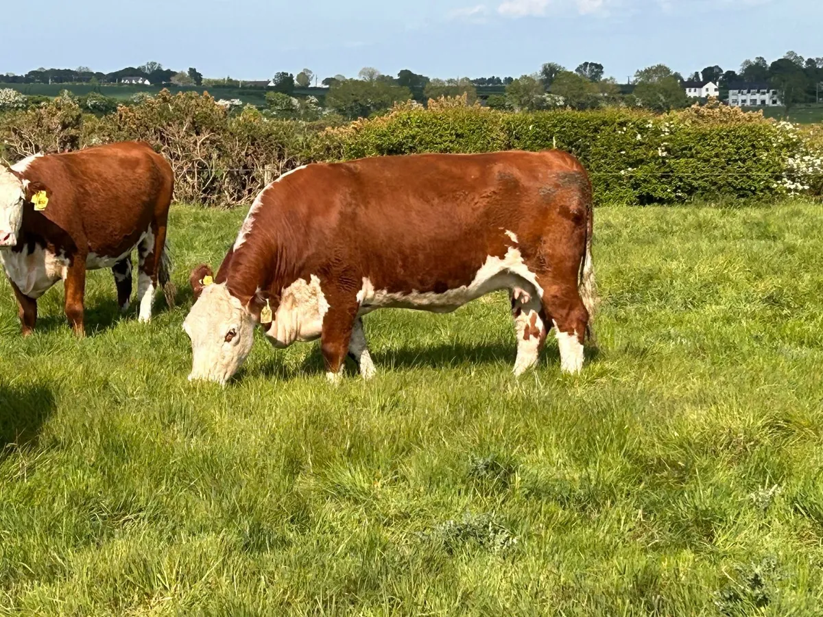 Pedigree Hereford Cows in Laois - Image 1