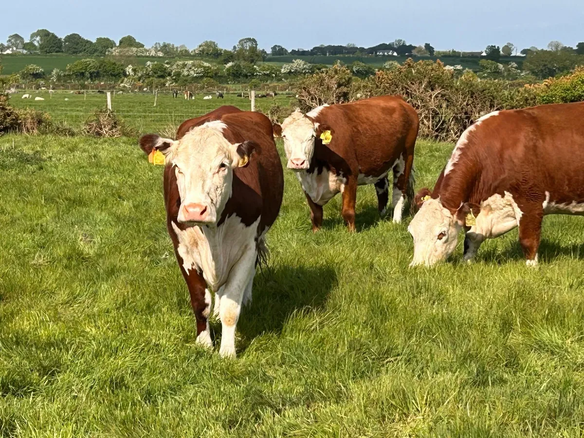 Pedigree Hereford Cows in Laois - Image 4