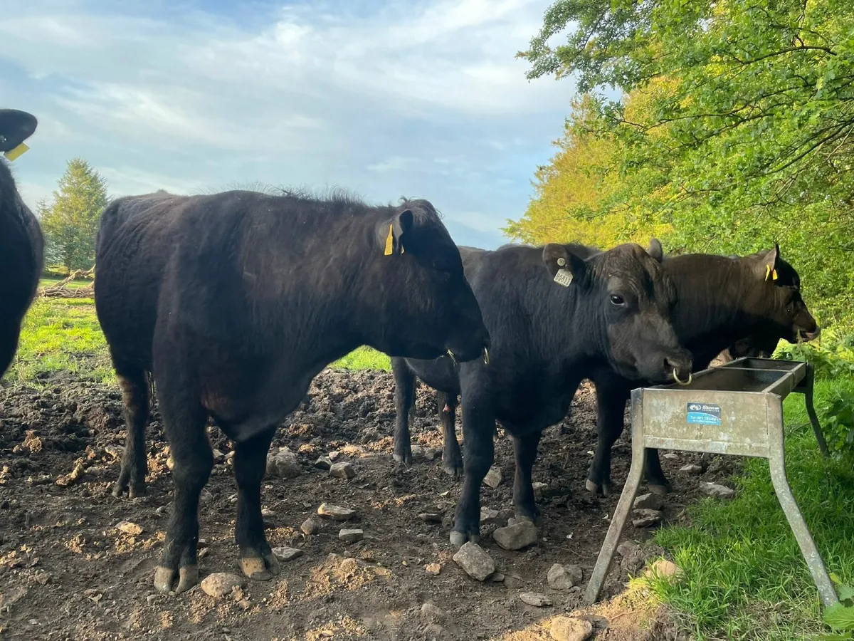 Purebred Angus Bulls - Image 1