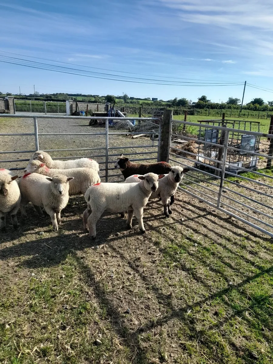 Ewe lambs - Image 1