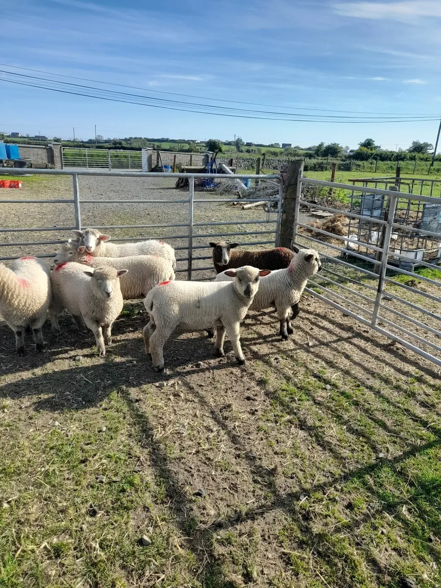 Ewe lambs - Image 2
