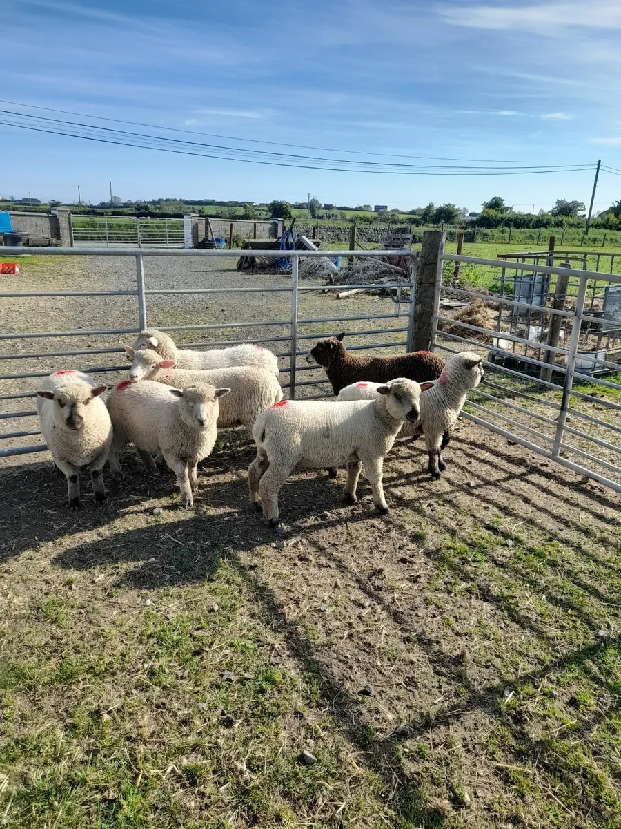 Ewe lambs - Image 3