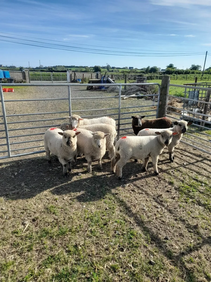 Ewe lambs - Image 4