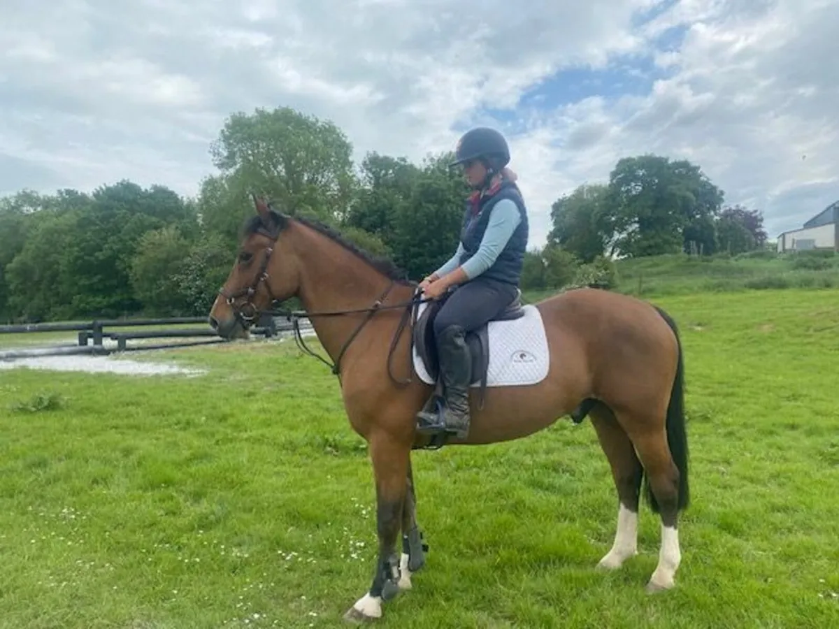 7yo 148cm Bay Section D Welsh Cob - Image 1