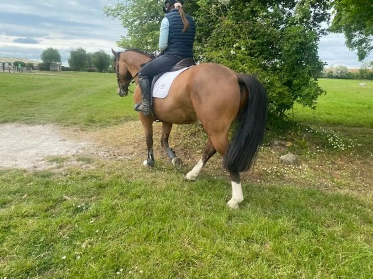 7yo 148cm Bay Section D Welsh Cob - Image 3