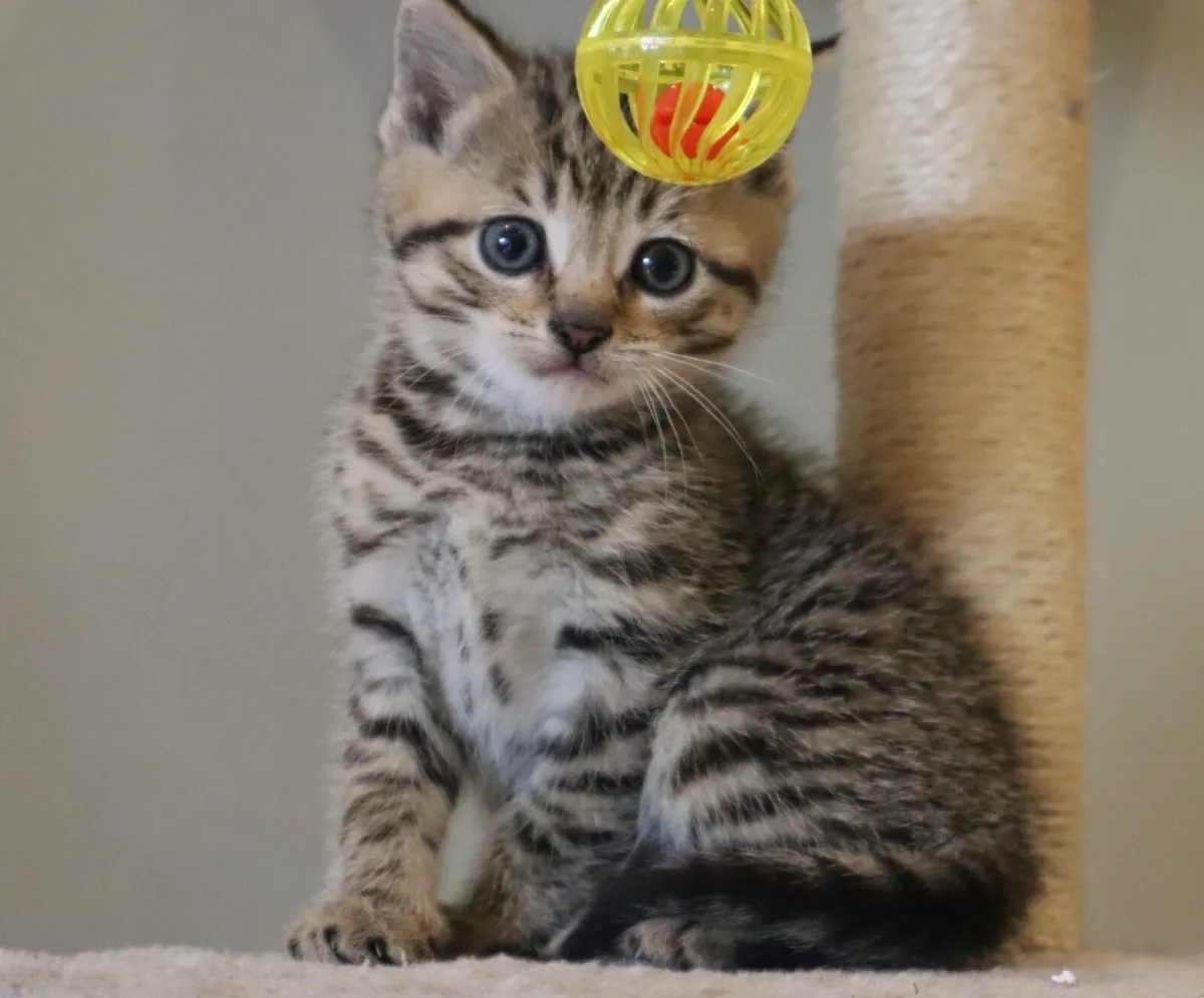 Tabby girls *can deliver* - Image 1