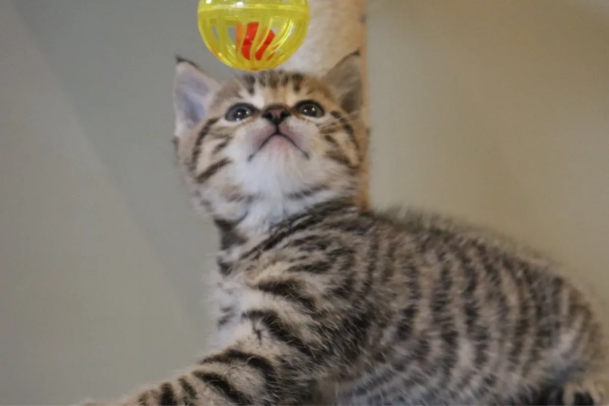 Tabby girls *can deliver* - Image 2