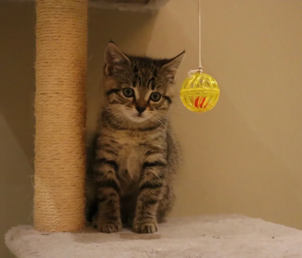 Tabby girls *can deliver* - Image 3